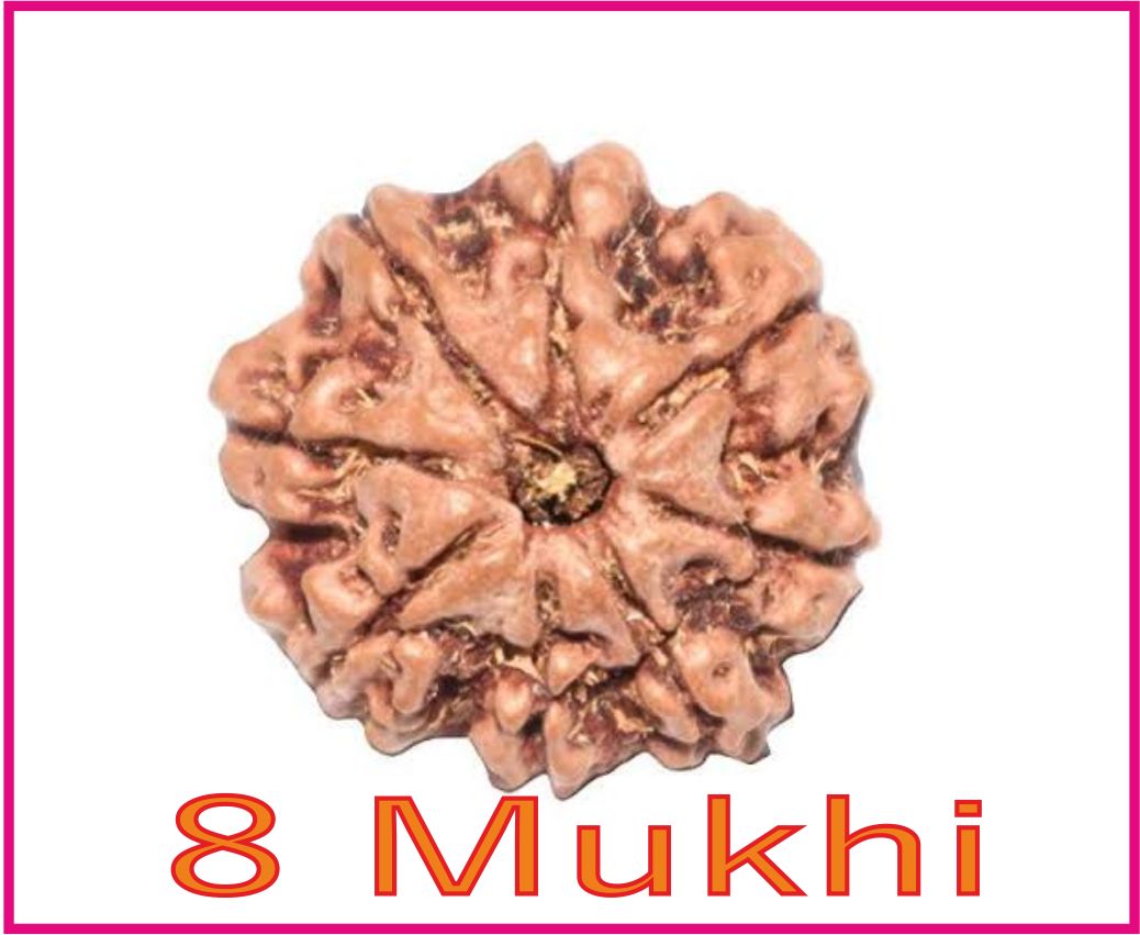 8 Mukhi Rudrax